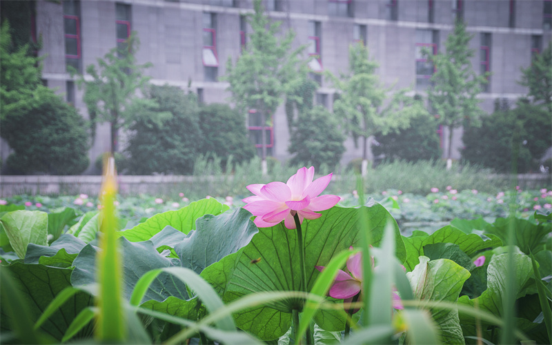 南京大学